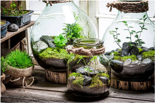 Terrariums and Planters: Design beautiful terrariums to bring nature indoors.

